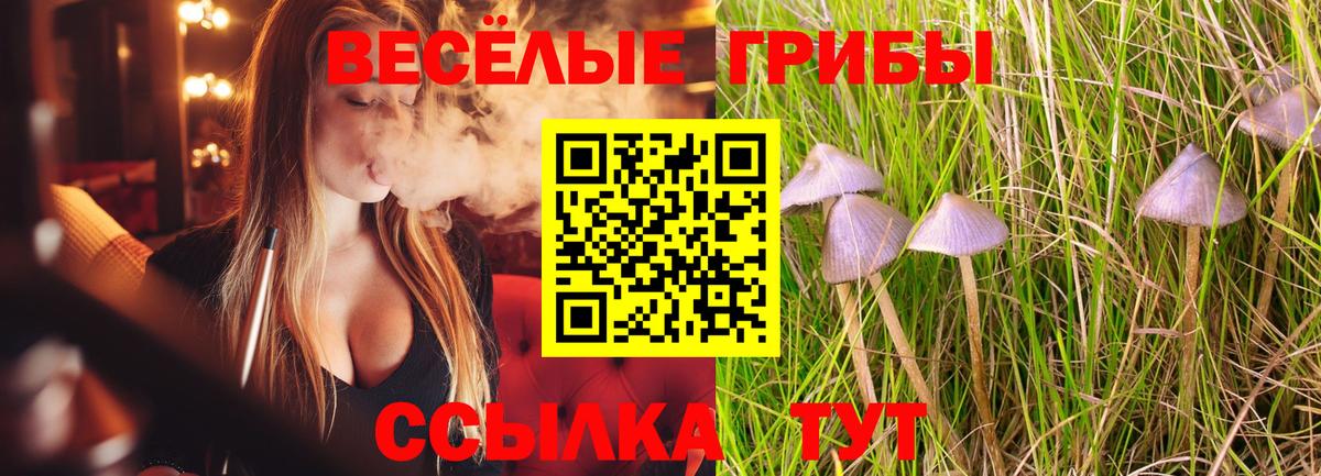 где найти наркотики  Псилоцибиновые грибы Magic Shrooms  Вход с VPN  Курчалой 