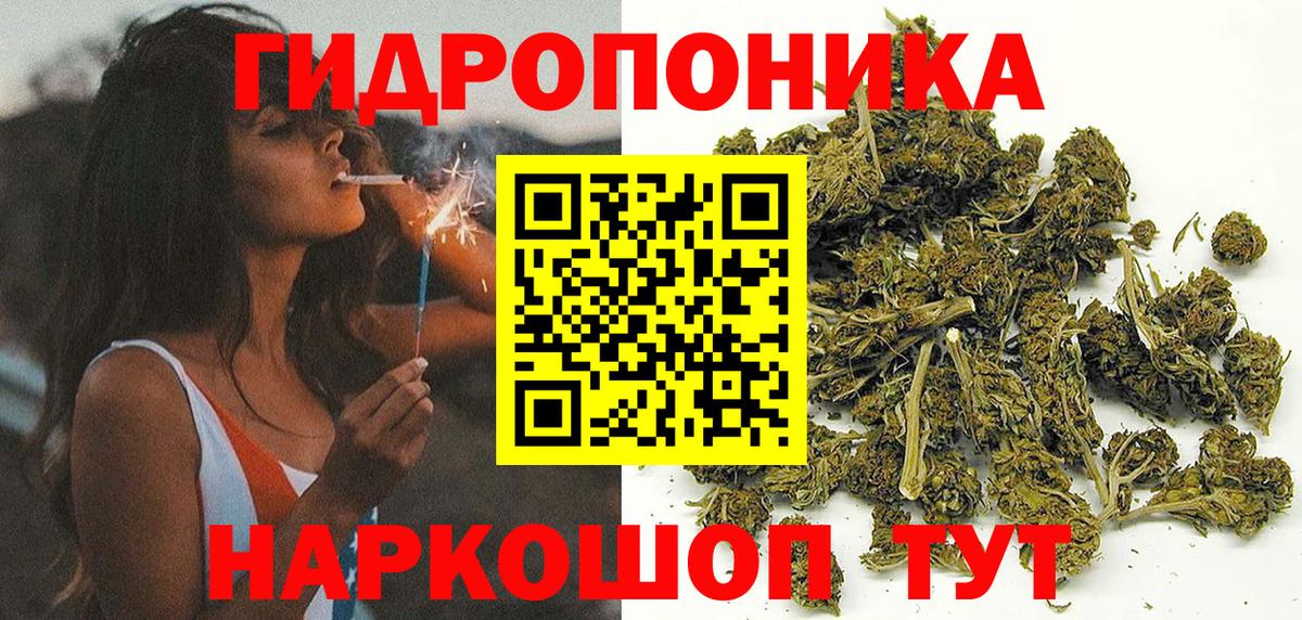 Канабис гибрид Курчалой